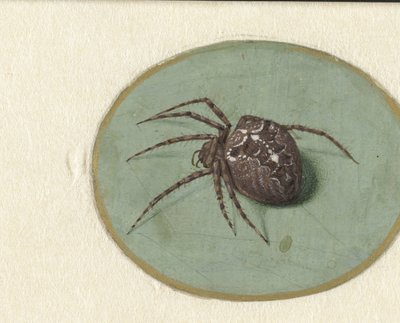 Araña de Jan Augustin van der Goes