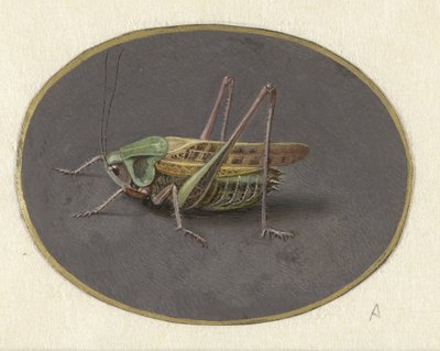 Saltamontes
Animales (título de la serie) de Jan Augustin van der Goes