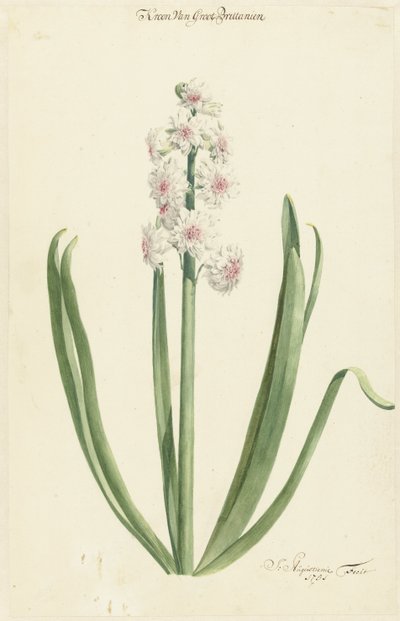 El jacinto rosa-blanco Corona de Gran Bretaña de Jan Augustini