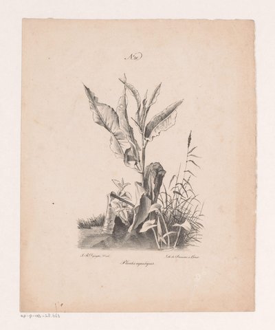 Plantas acuáticas Plantas acuáticas (título sobre el objeto) Principios de los paisajes extraídos de la naturaleza y ejecutados en piedra (título de la serie) de Jan Baptiste de Jonghe