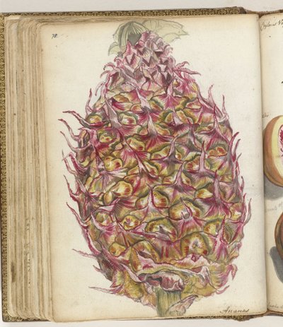 Piña de Jan Brandes