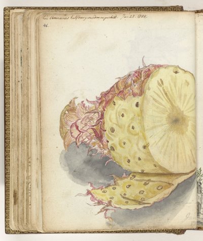 Piña de Jan Brandes