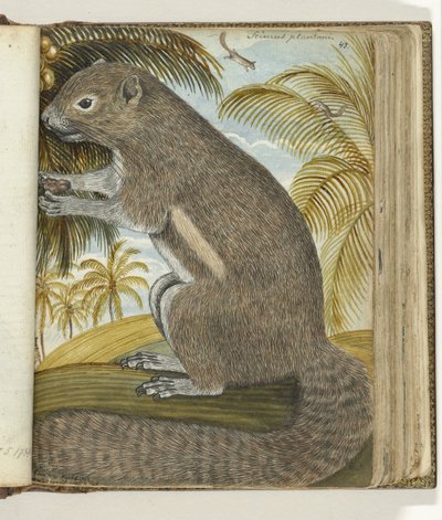 Badjing de sirikatje de Jan Brandes