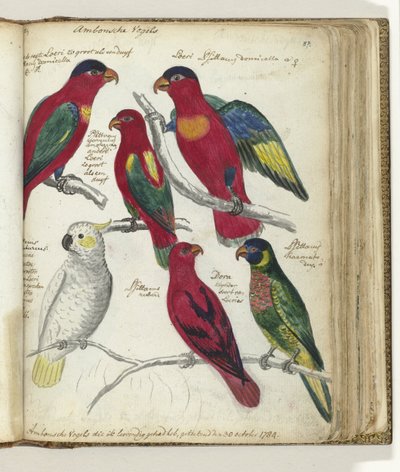 Aves de Ambon de Jan Brandes