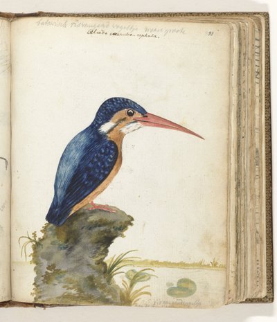 Martín pescador de orejas azules de Jan Brandes