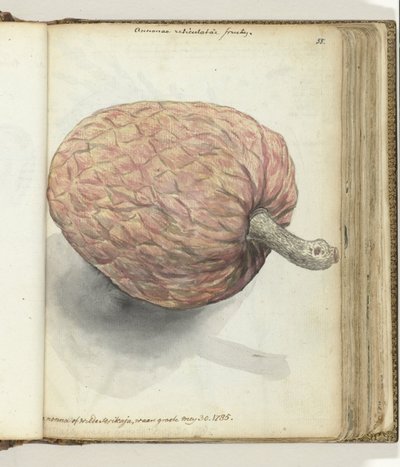 Boanonna de wilde serikaja de Jan Brandes