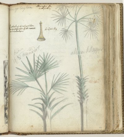 Árbol en Ceilán. chirimía cingalés de Jan Brandes