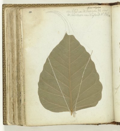 Boomblad Sint-Helena de Jan Brandes