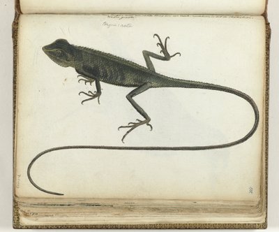 boomhagedis de Jan Brandes