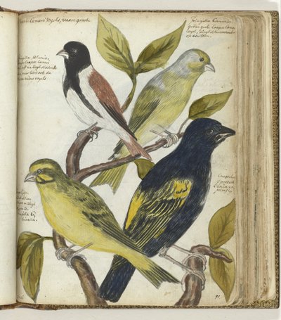pájaros del cabo de Jan Brandes