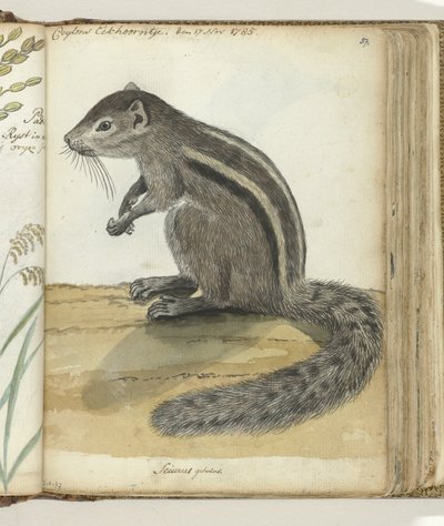 Ardilla de Ceilán de Jan Brandes