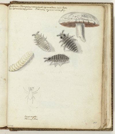 champiñones de Jan Brandes