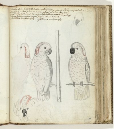 Cacatúa de Ambon de Jan Brandes