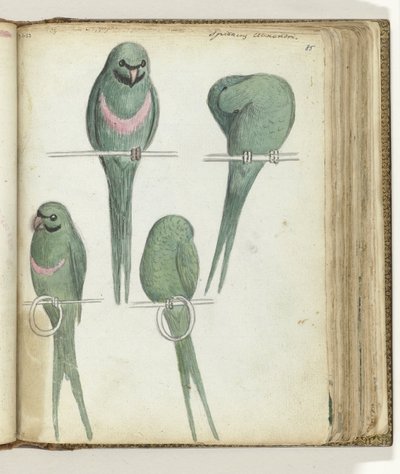 loros enanos de Jan Brandes