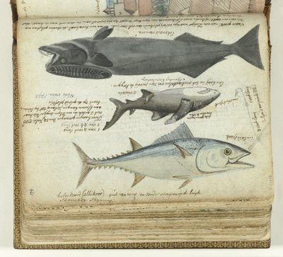 Un atún, un tiburón y una rémora de Jan Brandes