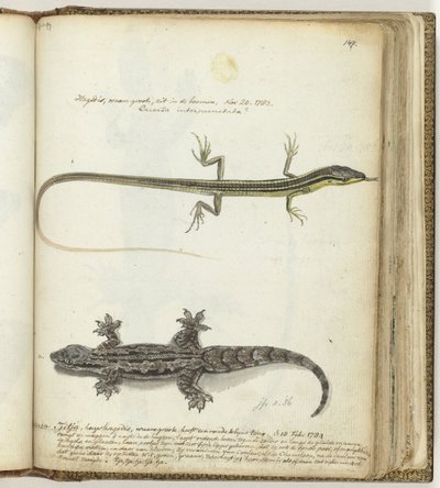 Lagarto y tjitjak de Jan Brandes