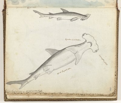 Tiburon martillo de Jan Brandes