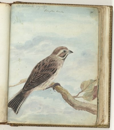 pájaro holandés de Jan Brandes
