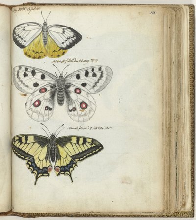 Mariposa india y mariposas suecas de Jan Brandes