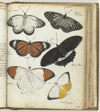 mariposas indias de Jan Brandes
