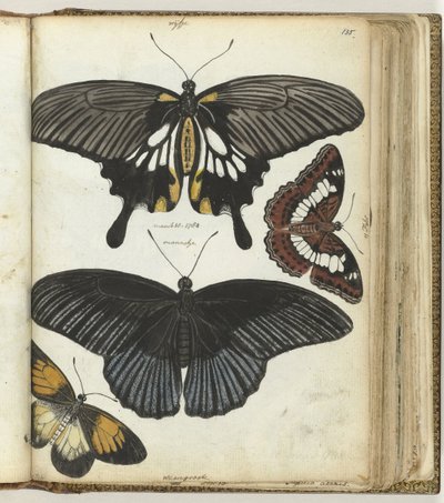 mariposas indias de Jan Brandes