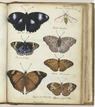 mariposas indias de Jan Brandes