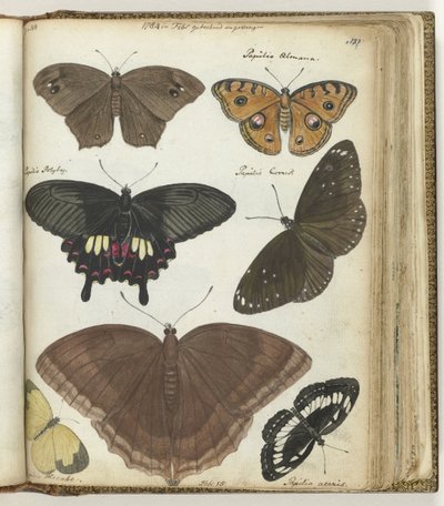 mariposas indias de Jan Brandes