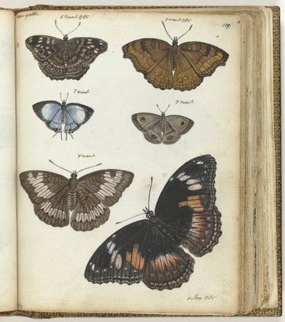 mariposas indias de Jan Brandes
