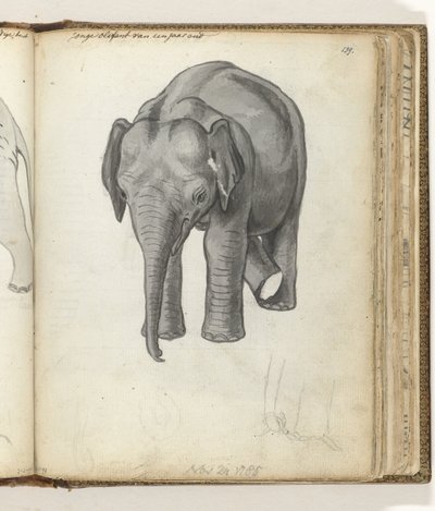 elefante joven de Jan Brandes