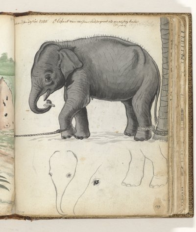 Elefante joven en un árbol de Jan Brandes
