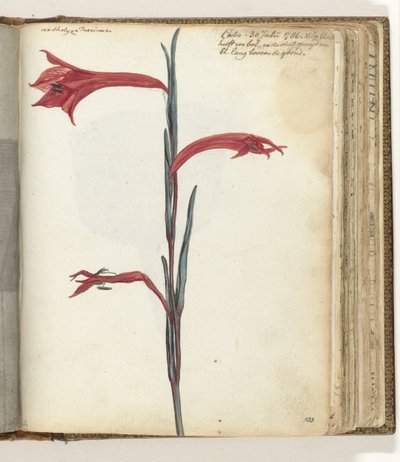 flor del cabo de Jan Brandes