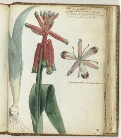 flor del cabo de Jan Brandes