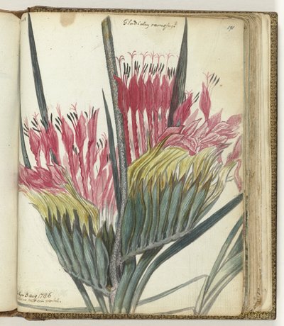 flor del cabo de Jan Brandes