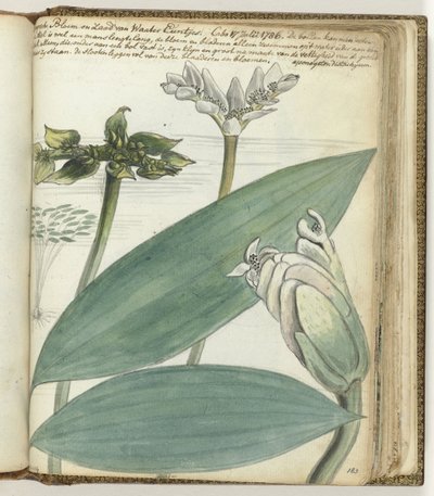 flor del cabo de Jan Brandes