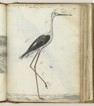 pájaro de la piscina del cabo de Jan Brandes