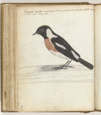 pájaro del cabo de Jan Brandes