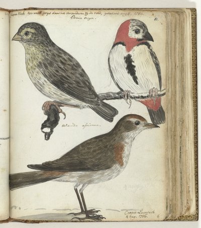 pájaros del cabo de Jan Brandes