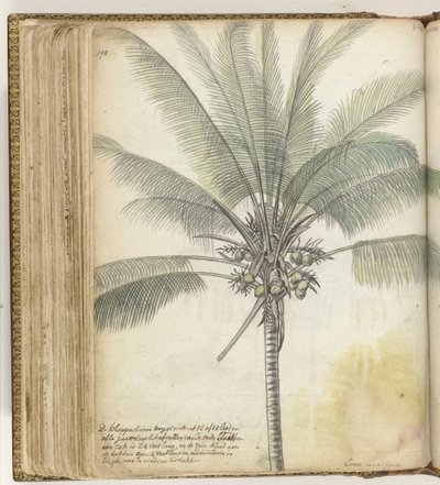 árbol de badajo de Jan Brandes