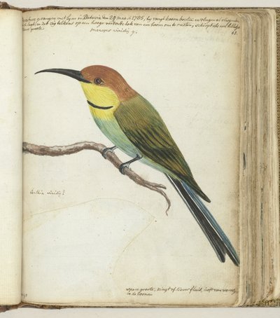Pajarito en rama de Jan Brandes