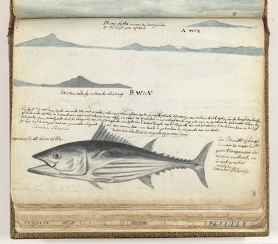Perfiles costeros de Canarias. Pez. de Jan Brandes