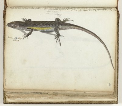 Lagarto de tierra y agua de Jan Brandes