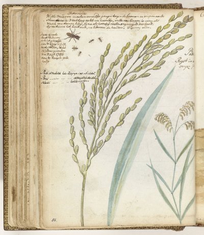 hormigas y arroz de Jan Brandes