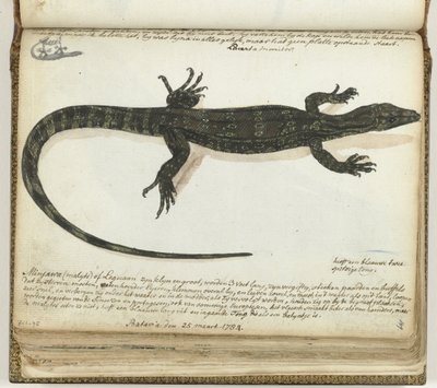 Minjawa o iguana de Jan Brandes