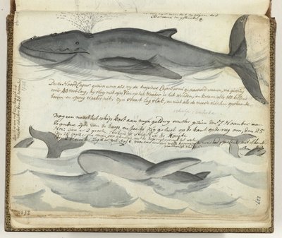 ballenas francas del norte de Jan Brandes