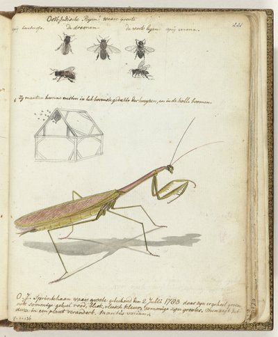 Saltamontes y abejas de las Indias Orientales de Jan Brandes