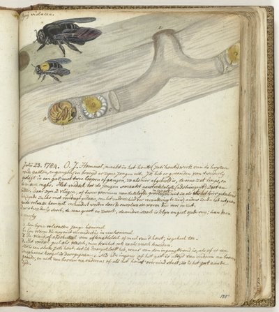 Abejorro de las Indias Orientales de Jan Brandes