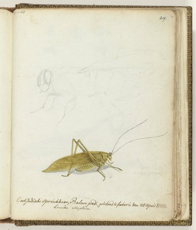 Saltamontes de las Indias Orientales de Jan Brandes
