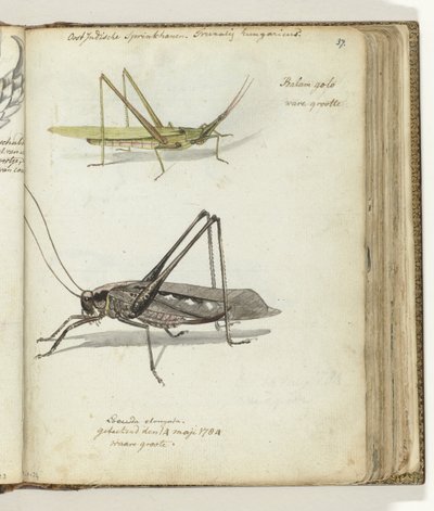 Saltamontes de las Indias Orientales. de Jan Brandes
