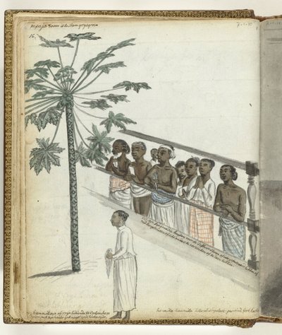 Árbol de papaya, litigantes en el Dessave y un 