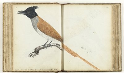 Papamoscas del paraíso de Jan Brandes